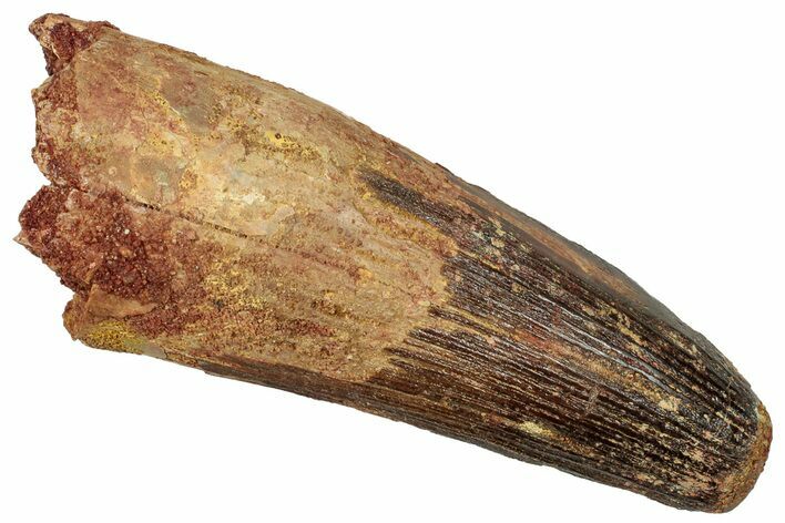 Real Fossil Spinosaurus Tooth - Feeding Worn Tip #314732